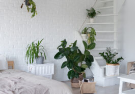 Rośliny oczyszczające powietrze w sypialni